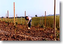 Gino staking the new vineyard