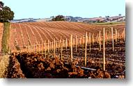 Special irrigation trenches for the young vines. Later it will be dry-farmed.